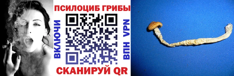 Купить закладки  Видное  Галлюциногенные грибы MAGIC MUSHROOMS 